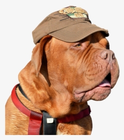 Dog, Pet, Cap, Funny, Cute, Expressions, Bordeaux Dog - Dogue De Bordeaux Iphone Cover, HD Png Download, Transparent PNG