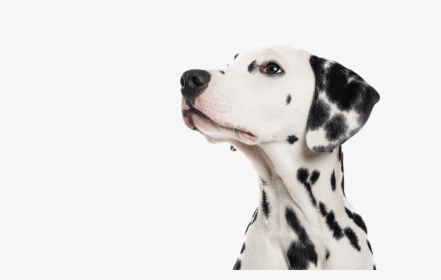 Pet Boarding, Dog Training, Dalmatian, Merton - Dalmatian, HD Png Download, Transparent PNG