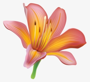 Lily Clipart, HD Png Download, Transparent PNG