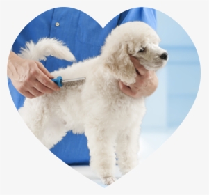 Poodle Grooming At The Salon For Dogs - Brush For Poodle Dogs, HD Png Download, Transparent PNG