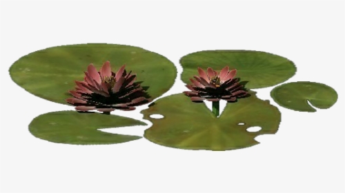 3d Flowers - Lotus Flower - Acca Software - Red Clover, HD Png Download, Transparent PNG