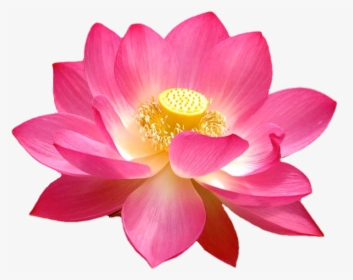 Flower National Symbols Of India, HD Png Download, Transparent PNG