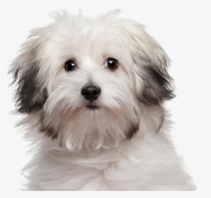 Full Grown Bolognese Dog, HD Png Download, Transparent PNG