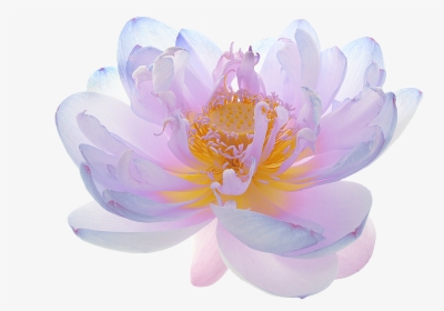 Flowers Image - Real Translucent Flower Transparent, HD Png Download, Transparent PNG