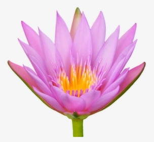 Lotus, Flower, Water Lily, Flora, Isolated, Transparent - Lotusblüte Png, Png Download, Transparent PNG
