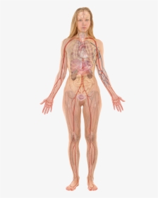 Female With Organs - Woman Internal Body Parts, HD Png Download, Transparent PNG