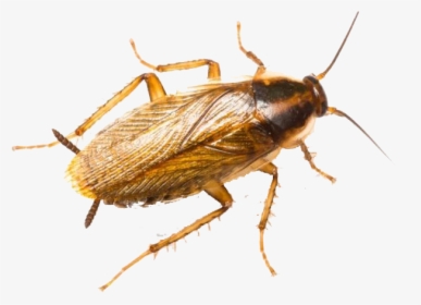 Roaches Png Photo - House Cockroach, Transparent Png, Transparent PNG