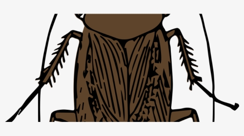 Flying Cockroach Clipart - Tracheal System In Cockroach, HD Png Download, Transparent PNG