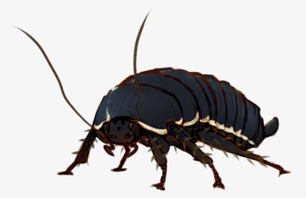 Longhorn Beetle, HD Png Download, Transparent PNG