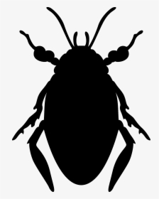 Beetle, HD Png Download, Transparent PNG