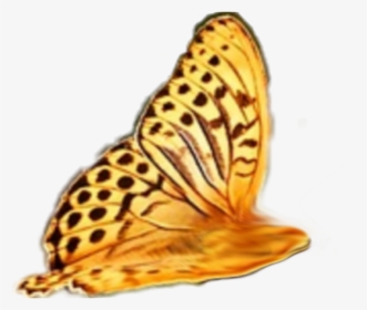 Transparent Butterfly Wing Png - Nature For Dp On Whatsapp, Png Download, Transparent PNG