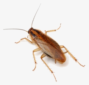 German Cockroach Roaches Minnesota Wing, HD Png Download, Transparent PNG