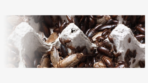 Roaches Will Nibble At Books And Food Packages - Firebrat, HD Png Download, Transparent PNG