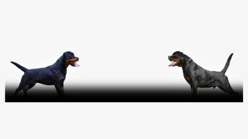 Welcome To Pantheon Rottweilers - Cartoon, HD Png Download, Transparent PNG