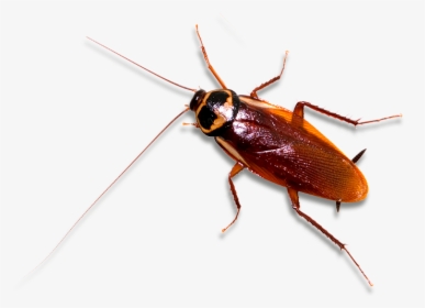 Roach Control Fort Mill Rock Hill Charlotte - German Cockroach Png, Transparent Png, Transparent PNG