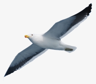 Seabird Seagull Png Download - Seagull Png, Transparent Png, Transparent PNG
