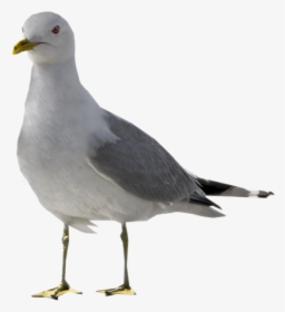 Seagull With No Background, HD Png Download, Transparent PNG