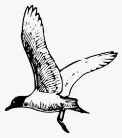 Gull, Tern, Seagull, Bird, Flight, Flying, Wings - Seagull Clipart Black And White, HD Png Download, Transparent PNG