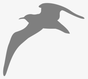 Seagull Animal Flying Bird Seagull - Seagul Png, Transparent Png, Transparent PNG