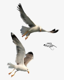 Free Download Seagulls Flying Png Clipart Gulls Bird - Transparent Background Seagull Png, Png Download, Transparent PNG