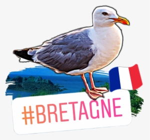 #seagull #gull #bretagne #mouette #scseagull #seagull - Great Black-backed Gull, HD Png Download, Transparent PNG