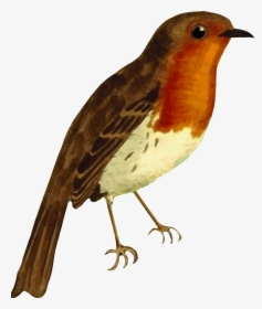 European Robin Isolated Big - Robin Red Breast Clipart, HD Png Download, Transparent PNG