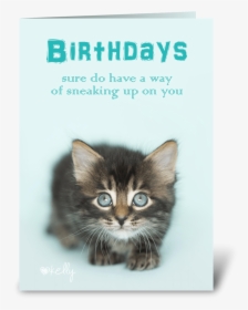 Birthday Sneaking Up On You Kitten Greeting Card - Kitten, HD Png Download, Transparent PNG
