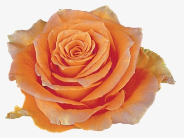 Transparent Peach Flowers Png - Róża Cosima, Png Download, Transparent PNG
