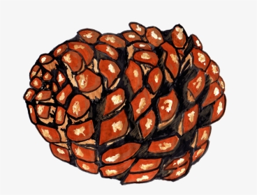 Pine Cones, Pine, Watercolor, Isolated, Handpainted - Illustration, HD Png Download, Transparent PNG