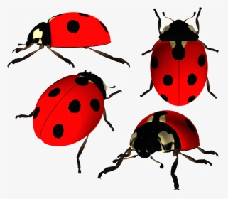 Ladybug Png Image - Ladybird Beetle Png, Transparent Png, Transparent PNG