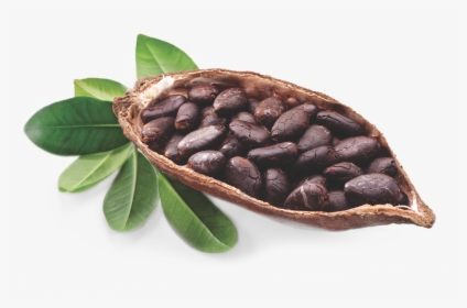 Cocoa Bean Tree - Cocoa Butter Png, Transparent Png, Transparent PNG