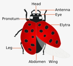 Ladybugs - Parts Of A Ladybug, HD Png Download, Transparent PNG