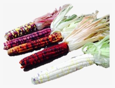 Group Of Corn - Leaf Vegetable, HD Png Download, Transparent PNG