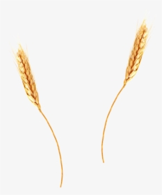 Wheat Png Image - Wheat Straw Transparent Background, Png Download, Transparent PNG