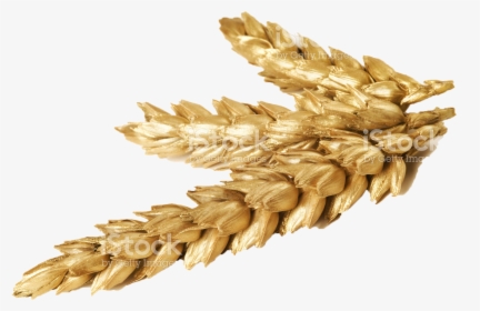 Transparent Wheat Png - Wheat Png, Png Download, Transparent PNG