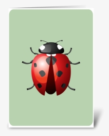 Lady Bug Greeting Card - Insects And Bugs, HD Png Download, Transparent PNG