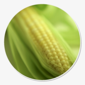 Corn On The Cob, HD Png Download, Transparent PNG