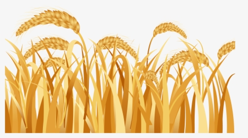 Emmer Ear Rice - Wheat Field Png Vector, Transparent Png, Transparent PNG