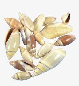 Mexican Olive - Crystal, HD Png Download, Transparent PNG