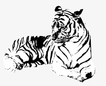 Transparent Jumping Tiger Png - Tiger Clipart Black And White Transparent Background, Png Download, Transparent PNG