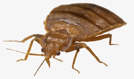 Bed Bug Png - Mexican Chicken Bug, Transparent Png, Transparent PNG