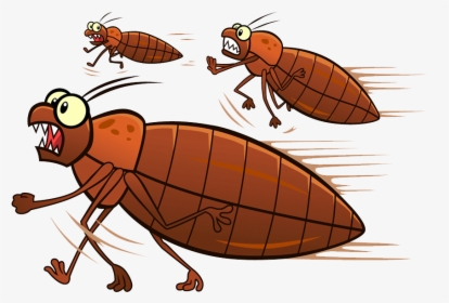 Bed Bug Png - Cartoon Bug Transparent Background, Png Download ,  Transparent Png Image - PNGitem
