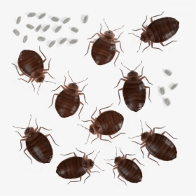 Bed Bug Pest Removal And Control In Fresno, Madera, - Bed Bugs In Alaska, HD Png Download, Transparent PNG
