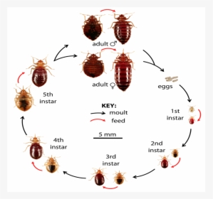 Life Cycle & Feeding Image - Pest Control Chennai, HD Png Download, Transparent PNG