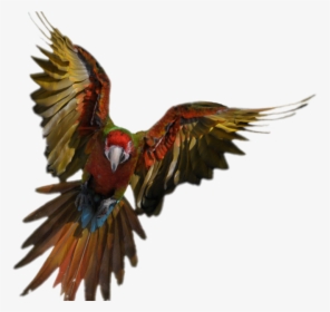 Introducing New Flyers - Flying Parrot, HD Png Download, Transparent PNG