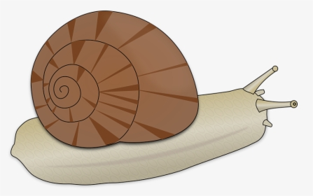 Snail, Animal, Slow, Spiral - Clipart Escargot, HD Png Download, Transparent PNG