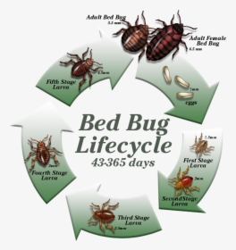 Life Cycle Of A Cockroach Clipart, HD Png Download, Transparent PNG