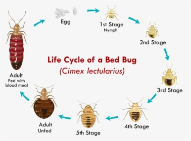 Bed Bug Identification - Life Cycle Of A Bed Bug, HD Png Download, Transparent PNG