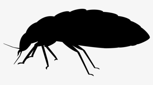Bed Bug Removal Jiminey Kricket Exterminating - Beetle, HD Png Download, Transparent PNG