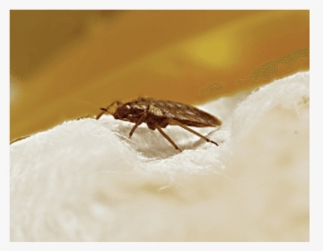 Bed Bug - Mosquito, HD Png Download, Transparent PNG